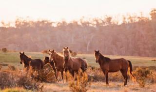 العثور على بقايا أكثر من 500 حصان في منزل في أستراليا
