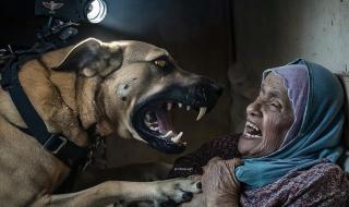 العجوز والكلب.. صورة من غزة تغزو مواقع التواصل