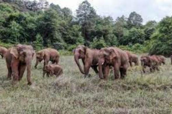 قطيع الفيلة الآسيوية يواصل تجواله في الصين