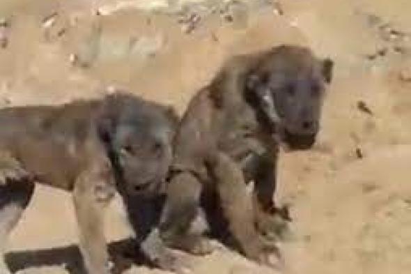 يشبه الأسد والكلب.. العثور على حيوان غريب في جبال العراق..(فيديو)
