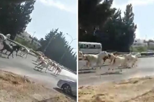 هروب خيول إلى الطريق العام بعد اندلاع حريق ضخم قرب الاسطبلات الملكية بالأردن.. شاهد فيديو