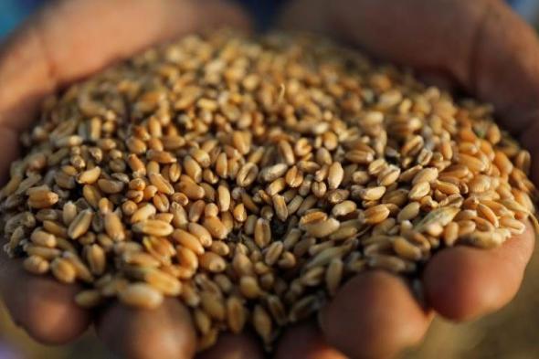مصر لديها احتياطي استراتيجي من القمح يكفي لهذه المدة