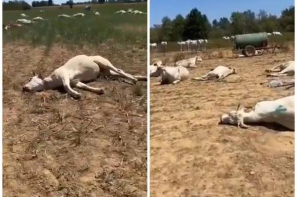 نفوق مئات الأبقار في إيطاليا بسبب موجة الحر والجفاف التي تشهدها البلاد..(شاهد فيديو)