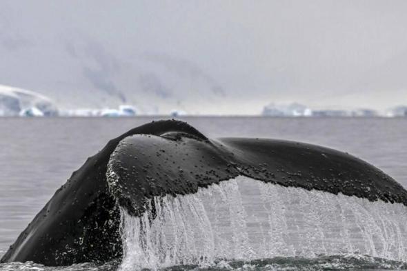 لحمايتها من الانقراض.. دعوة في نيوزيلندا لمنح الحيتان حقوق البشر