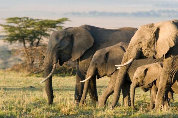 بوتسوانا تهدد بإرسال 20 ألف فيل إلى ألمانيا
