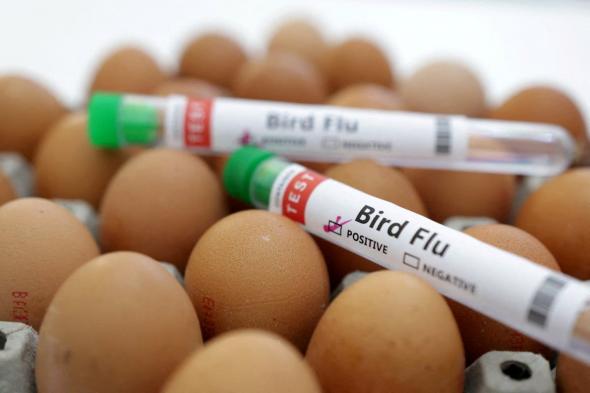 حالة تأهب مع ظهور إنفلونزا الطيور "H5N1"