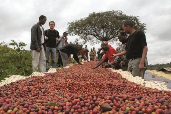 أكبر مصدر للقهوة في إفريقيا يحصل على منحة أوروبية لحماية الغابات