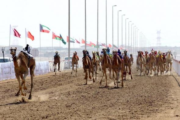 «ختامي» سباقات الهجن العربية ينطلق الخميس