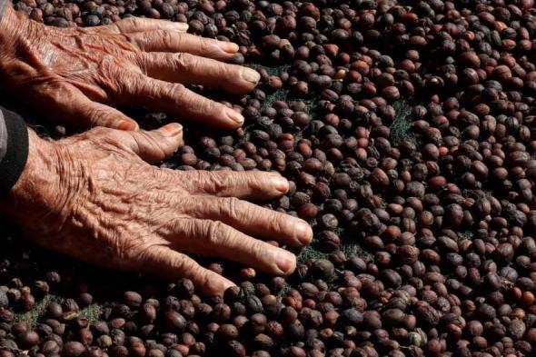 شيخوخة الأشجار ترفع أسعار الكاكاو والقهوة إلى مستويات جديدة