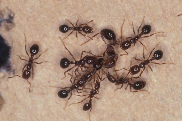 أعمى بأرجل طويلة.. اكتشاف نوع جديد من النمل في أستراليا