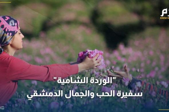 في موسم قطافها.. "الوردة الشامية" سفيرة الحب والجمال الدمشقي