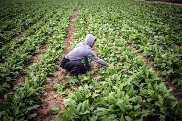 "واشنطن بوست": إسرائيل دمرت قدرة غزة على الزراعة
