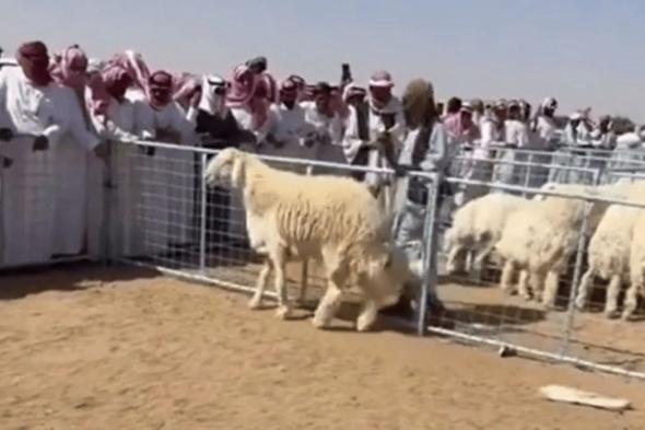 حادثة نادرة.. خروف يصل سعره إلى 74 ألف ريال بالطائف - موقع الخليج الان