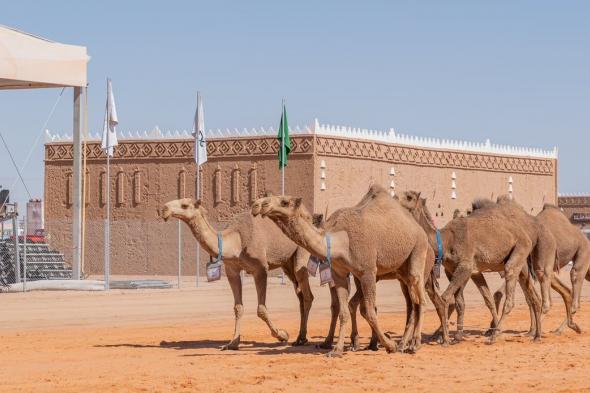 بعيداً عن المزايين.. السعودية تطلق أول مهرجان للإبل المنتجة للحليب (فيديو)