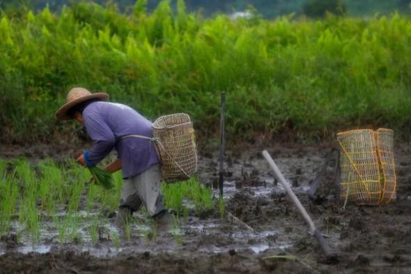 الأحوال الجوية ترفع أسعار الأرز إلى أعلى مستوى في 15 عاماً