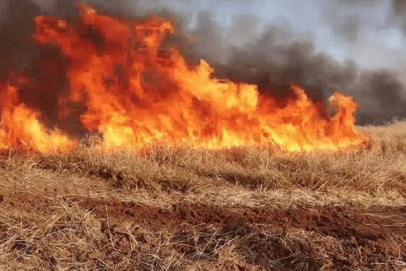 سوريا.. الحرائق تلتهم مساحات واسعة من حقول القمح (صور)