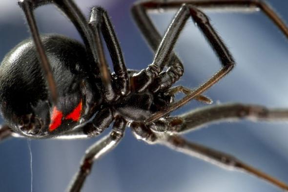 تحذيرات من عناكب قاتلة قد تغزو ولايات أمريكية